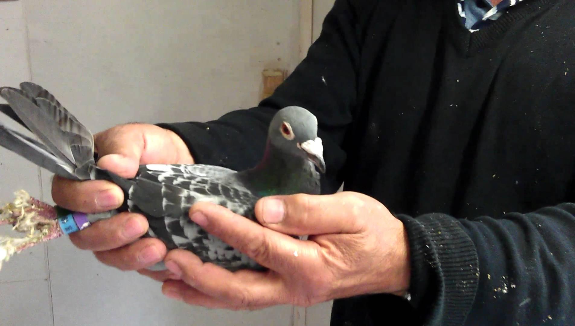 حرس الحدود الأردني يضبط طائرة استطلاع وحمام تجسس تابعين لتنظيم الدولة