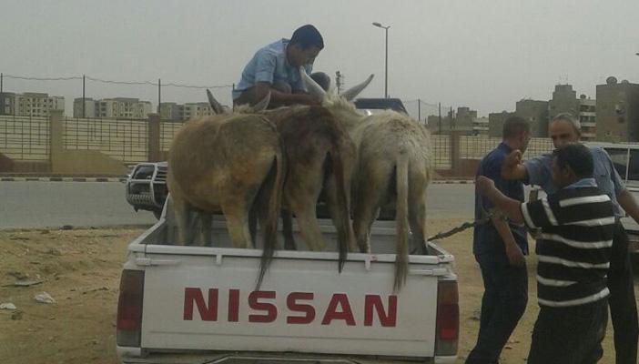 ضبط 11 حمارًا بمدينة نصر قبل بيع لحومها للمواطنين