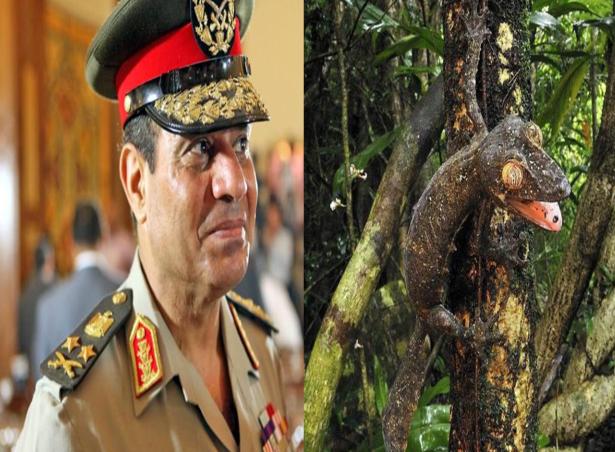 السيسي عواطف.. على كل شكل ولون