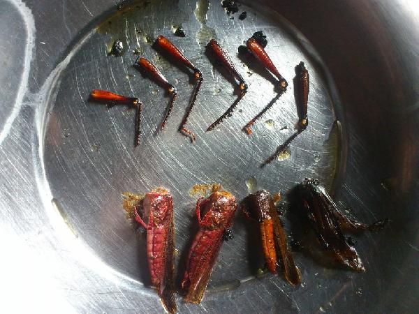 بالصور..أهالي حمص المحاصرة يأكلون الحشرات والسلاحف