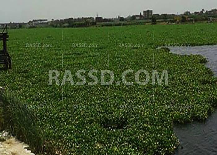 “وردالنيل”يغزو بحيرة المنزلة ويؤثرعلى الثروة السمكية