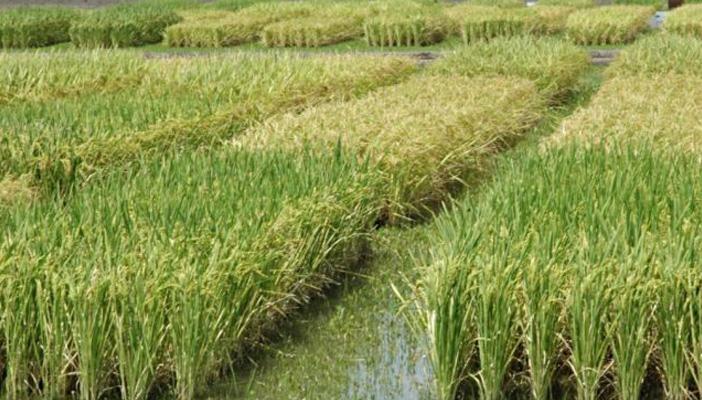 ارتفاع سعر الأرز بعد حظر زراعته بالبحيرة.. والفلاحون: “هناكل منين”