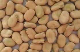 مع اقتراب شهر رمضان.. 35% ارتفاعًا بأسعار الفول