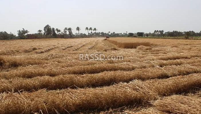 بالصور.. مراحل حصاد القمح المصري