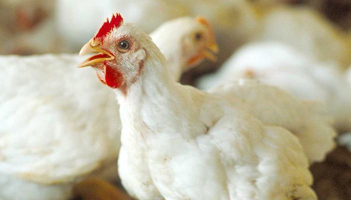 الصحة العالمية: مصر الأعلى إصابة بإنفلونزا الطيور