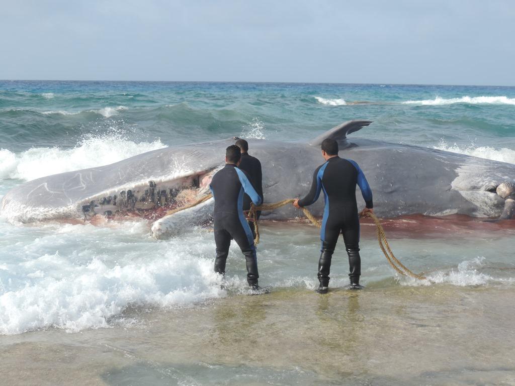 بالفيديو.. نفوق حوت عملاق على شاطئ الغرام في موسم التزاوج