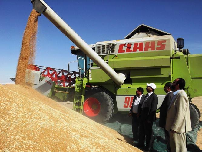 محافظ السويس يشهد حصاد 300 فدان قمح