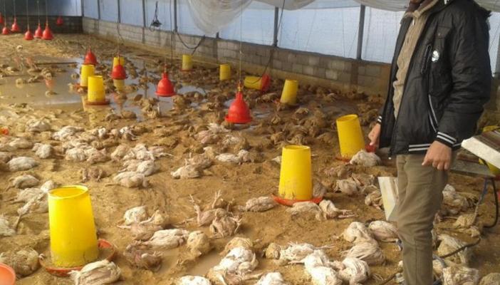 نفوق 75 % من الثروة الداجنة بسبب فساد أمصال وزارة الزراعة