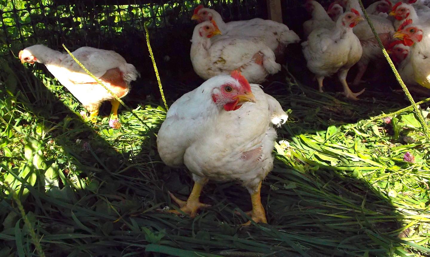 رئيس اتحاد منتجى الدواجن: 50% قفزة فى أسعار الدواجن خلال رمضان