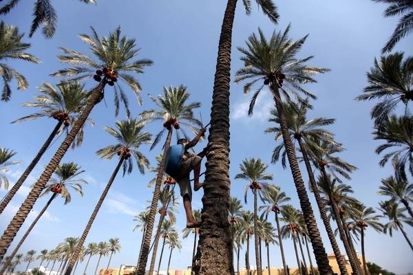 عودة وباء سوسه النخيل بالأقصر