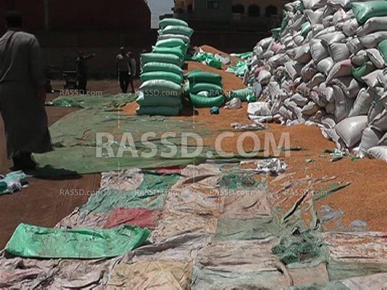 مخاوف بين فلاحي المنوفية لانخفاض إنتاجية القمح عن عام”عودة”