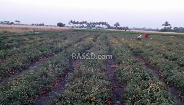 فلاحو الشرقية يشتكون من تخاذل الحكومة عن دعم الأسمدة ومنع احتكارها