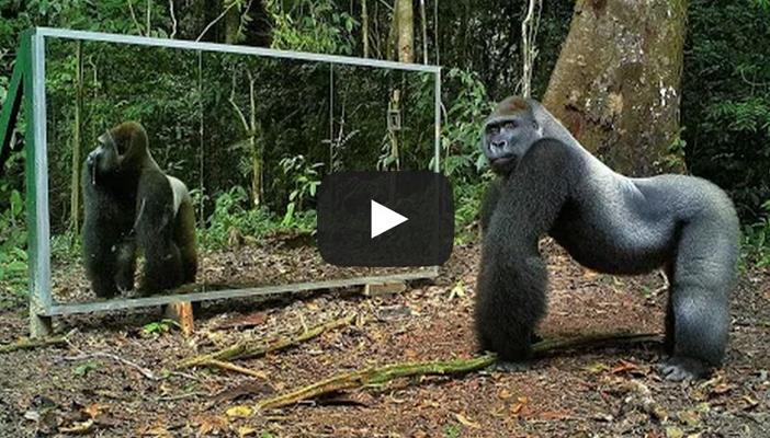 بالفيديو.. شاهد تصرفات الحيوانات حينما ترى نفسها في المرآة