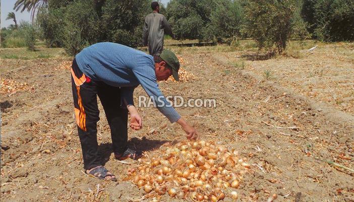 غضب وسط فلاحي الفيوم بسبب خسائر محصول البصل