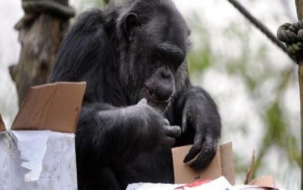 طوارئ بمطار القاهرة بعد هروب “قرد” من البضائع