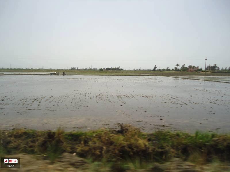 فلاحى ايتاى البارود يعانون من النقص الحاد في حصة المياه