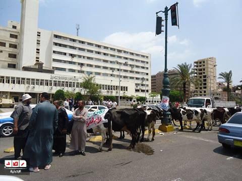 محافظ بورسعيد يبحث معاناة مربي الماشية بحظائر القبوطي