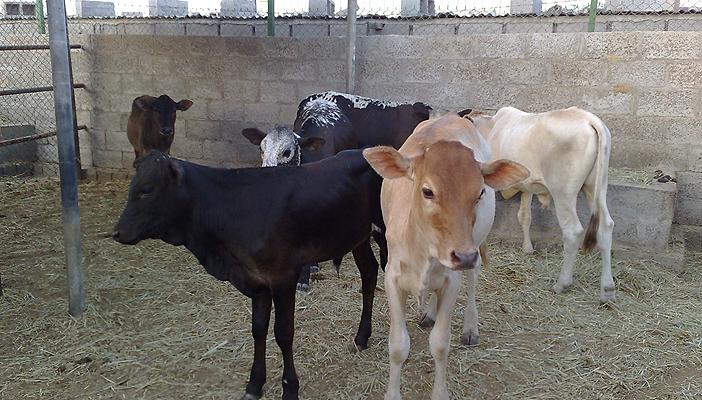 وزير الزراعة:  سعر اللحمة في بني سويف 45 جنيهًا.. والأهالي: كداب