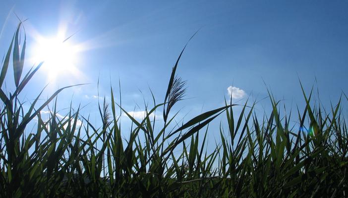 الأرصاد: ارتفاع بدرجات الحرارة والعظمى بالقاهرة 39