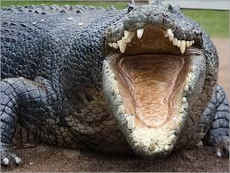 شرطة أستراليا تقتل تمساحًا قبل هضم رجل ابتلعه