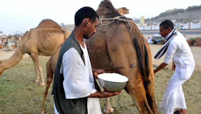 الصحة العالمية: حليب الإبل يساعد على انتشار “كورونا”