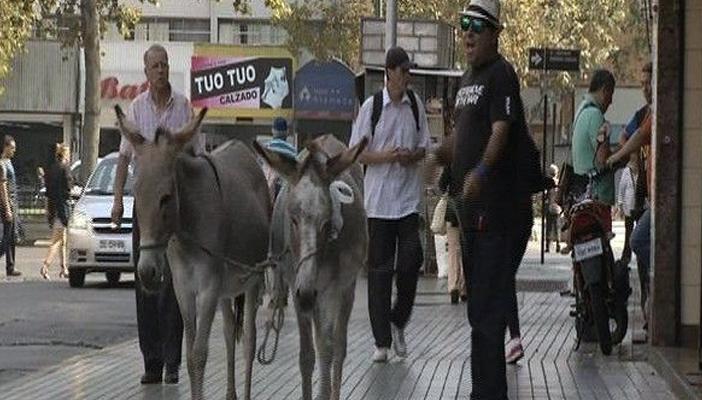 بالفيديو.. شاب يبيع حليب الحمير مدّعيا إفادته للبشرة