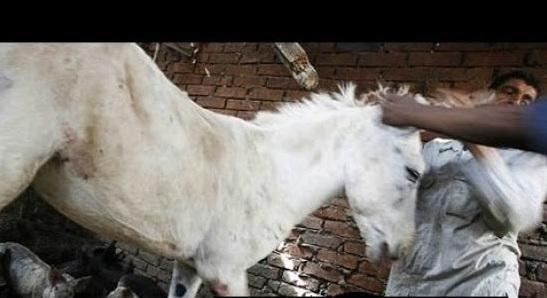 بالفيديو.. لحظة ذبح وتقطيع حمار قبل بيعه في الأسواق