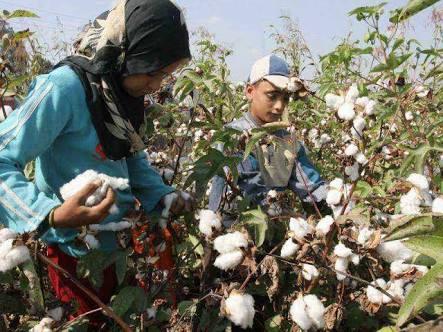 “الإحصاء”: تراجع صادرات القطن المصري 2.5% بسبب انخفاض الإنتاج