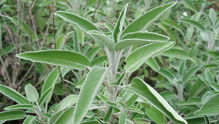 تقاوم سرطان الثدي.. تحافظ على نضارة الجلد.. تعرف على فوائد” المريمية”