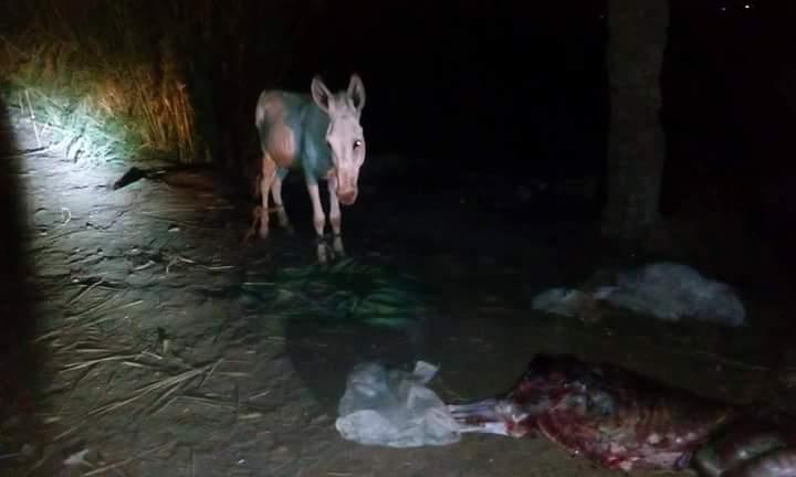 القبض على شخص أثناء ذبح 3 حمير بالمنوفية