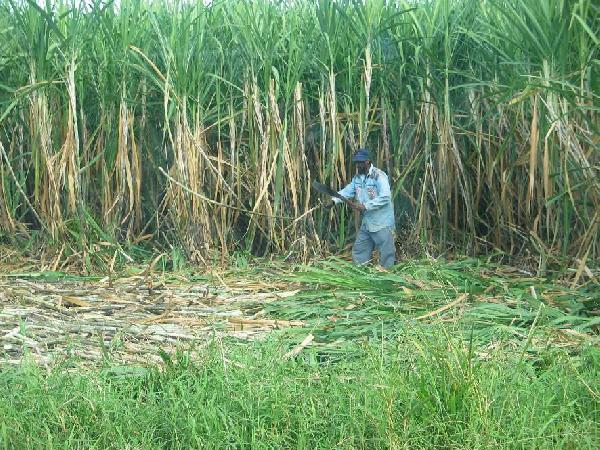 فلاحو قنا يستغيثون: عجز سماد القصب يهدد زرق آلاف الأسر