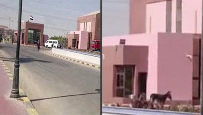 بالفيديو.. حمار تائه في “الإنتاج الإعلامي”.. ومغردون: رايح لأهله