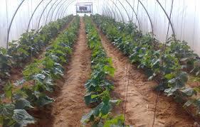 الوادي الجديد تبحث تخصيص جزء من مياه الآبار لشباب الخريجين