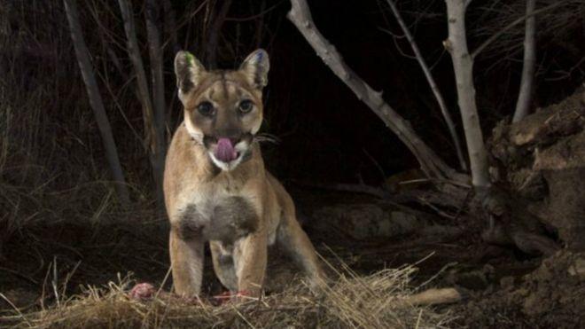 أميركية شجاعة تنقذ طفلها من فم أسد بري في ولاية كولورادو