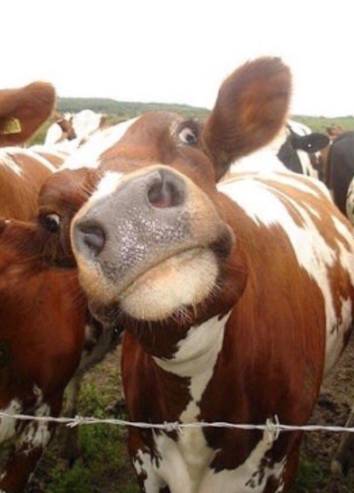 «العربية» تنتقد البقر القطري المستورد.. مغردون: إعلام أم عيادة بيطرية؟