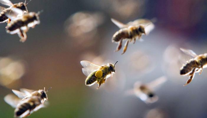 15ألف نحلة تهاجم مجلس الشيوخ الأميركي والأمن يُطوق محيط الشجرة