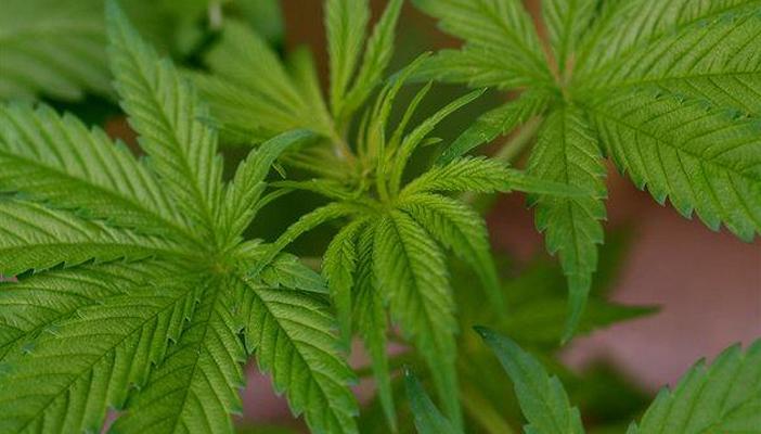 علماء يرصدون الجين المسؤول عن تخليق المورفين في نبات الخشخاش