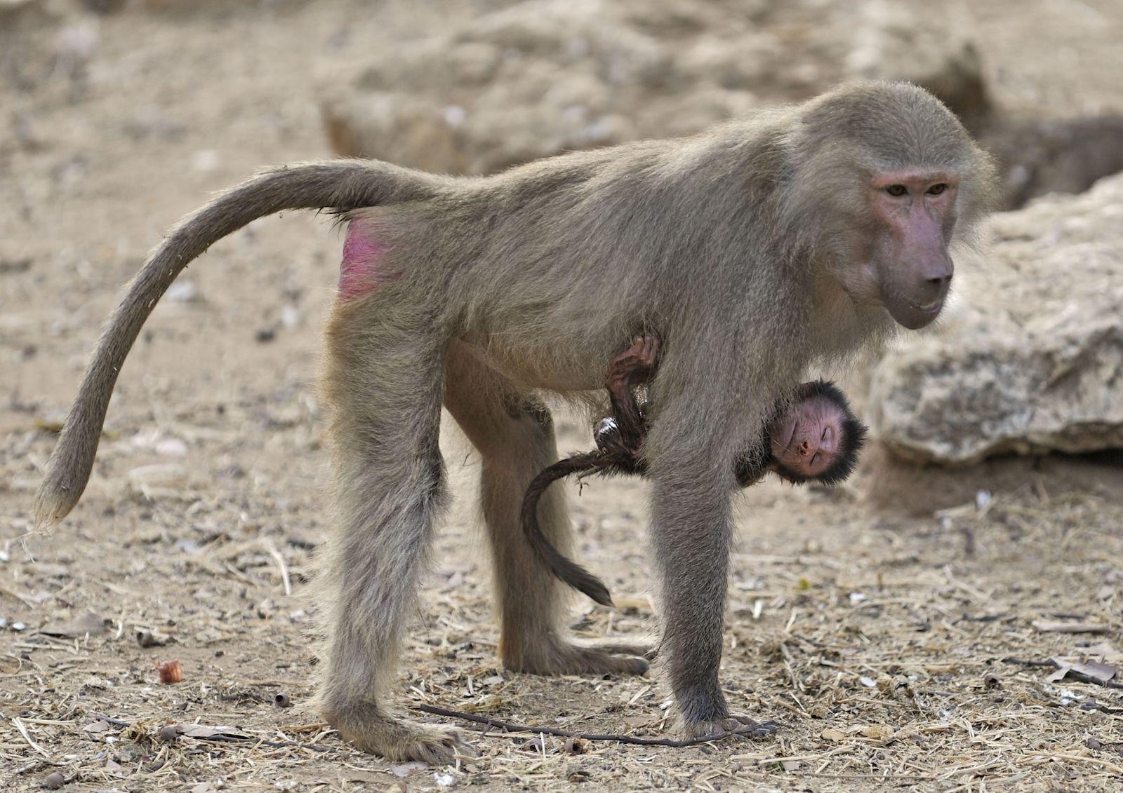 هروب قرد من حديقة حيوان بالأقصر بسبب شجار بين الزوار