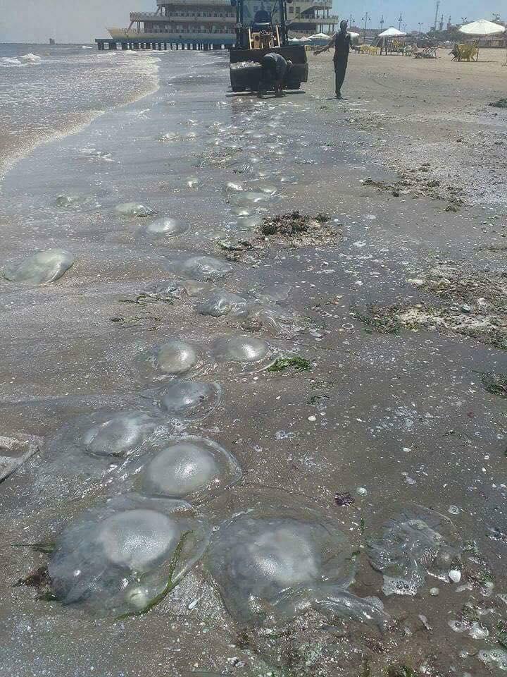 بعد انتشاره على الشواطئ.. 7 نصائح التزم بها عند تعرضك لـ«لسعة القنديل»