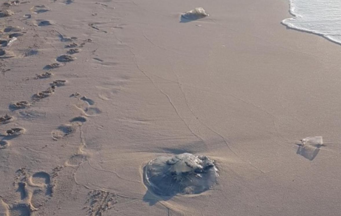 فزع في الساحل الشمالي بسبب «قناديل البحر».. و«البيئة»: فصل الصيف السبب