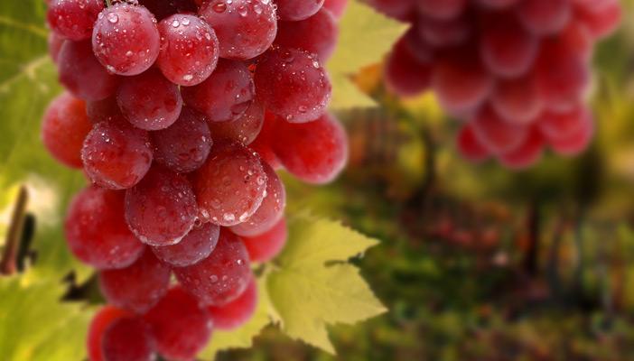 دراسة: العنب الأحمر يساعد في علاج الاكتئاب