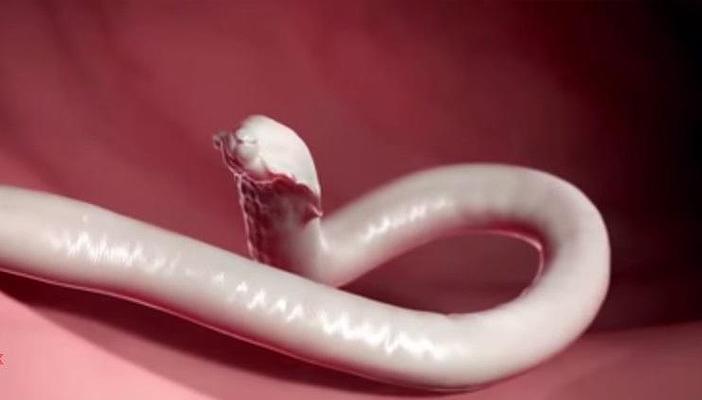 بالفيديو والصور.. أخطر 10 حيوانات وحشرات فتكًا بالإنسان