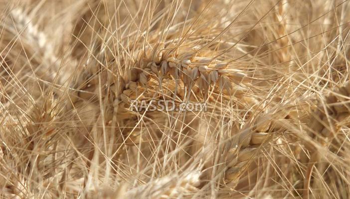 التموين: مخزون القمح يكفي حتى 7 يناير المقبل