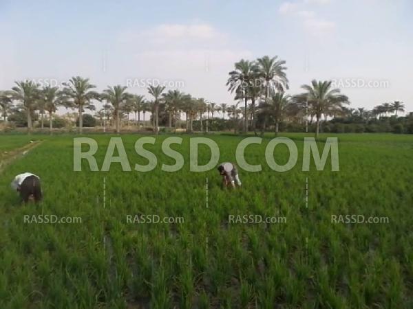 معاناة الفلاحين بـ”الشرقية” بعد غلاء أسعار السولار