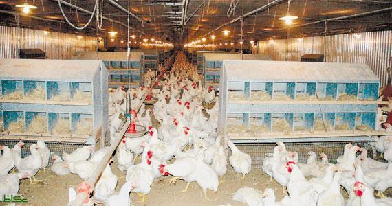 شعبة الدواجن تحذر من الاستيراد : يدمر سدس الإنتاج المحلي