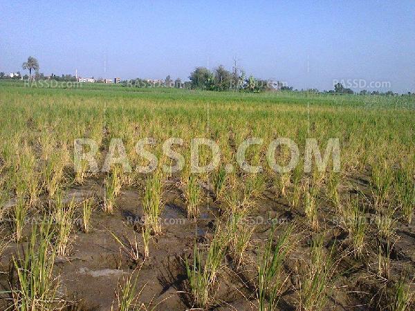 “المياه والكيماويات” مشاكل موسم الأرز بـ”الشرقية”