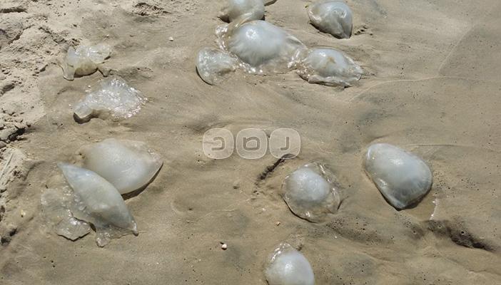 قناديل البحر تهدد السياحة بالعريش