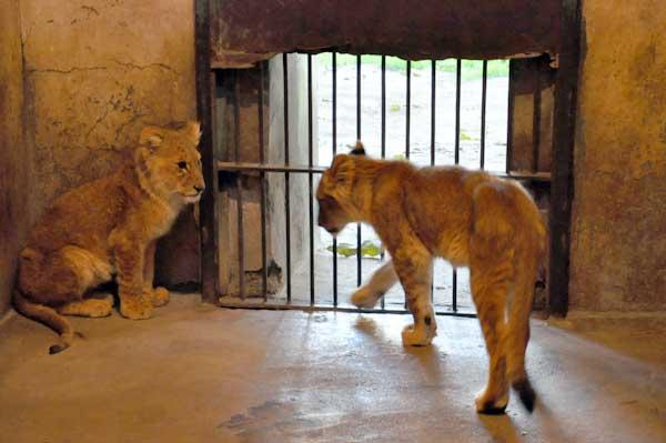 الأهرام تحرض على فض الاعتصام حفاظًا على مشاعر الحيوانات