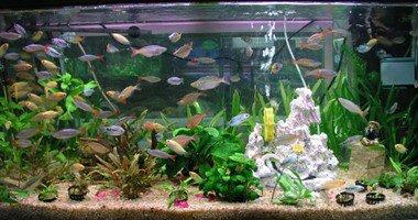 دراسة: مشاهدة أحواض أسماك الزينة تخفض معدل ضربات القلب