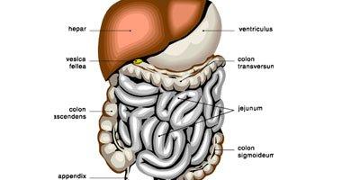 أخصائية تغذية: المخللات قد تكون سببا للإصابة بالسرطان